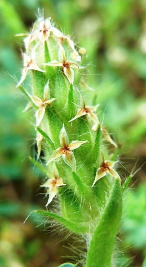 Plantago bellardii / Piantaggine di Bellardi